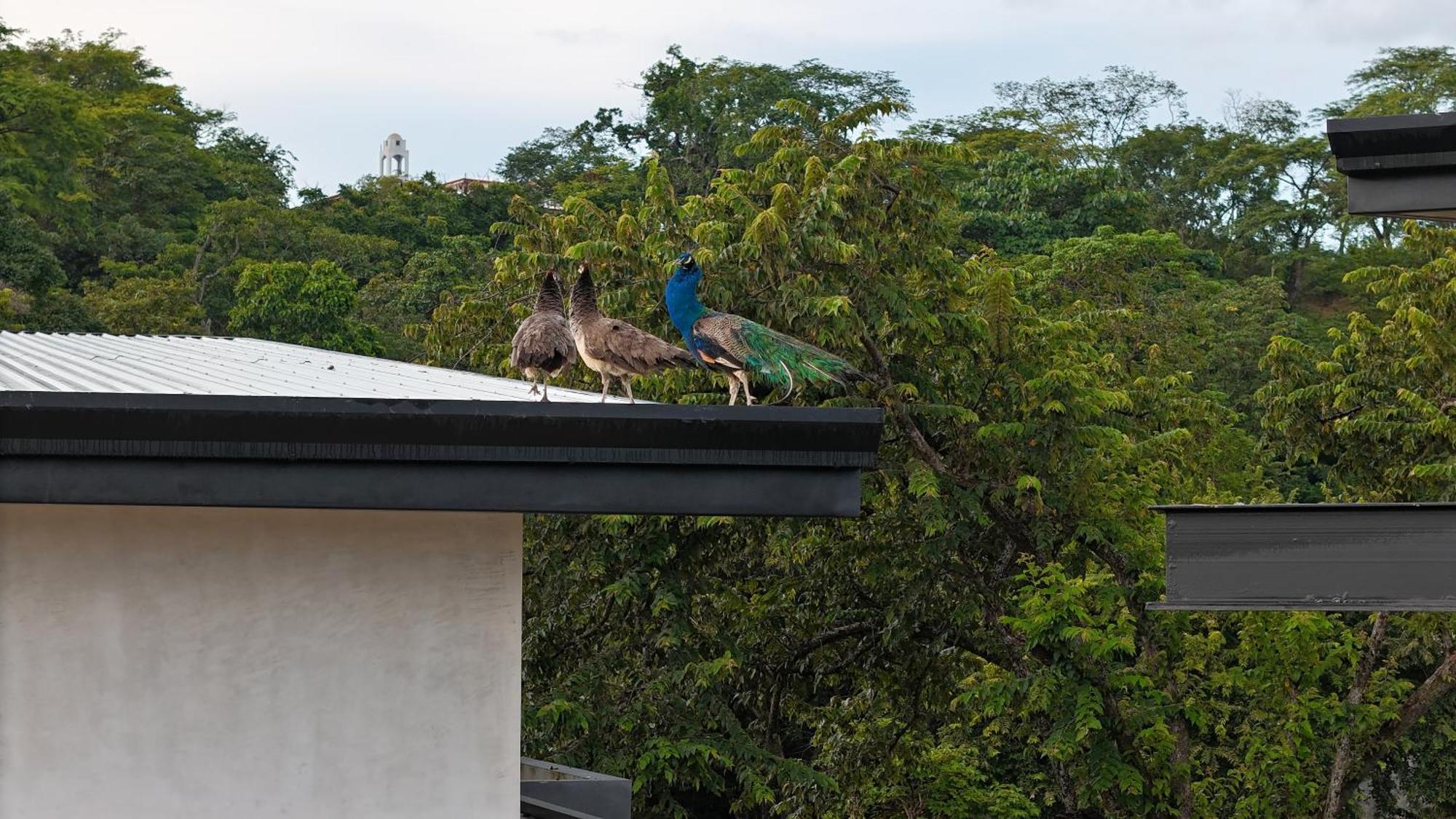 Epic Tamarindo Boutique Hotel Villarreal 외부 사진